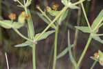 Florida pineland spurge